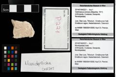 Foto (Objekt + Etikett) von Mundopsidae indet.  (NHMW-GEO-2014-0194-0221)